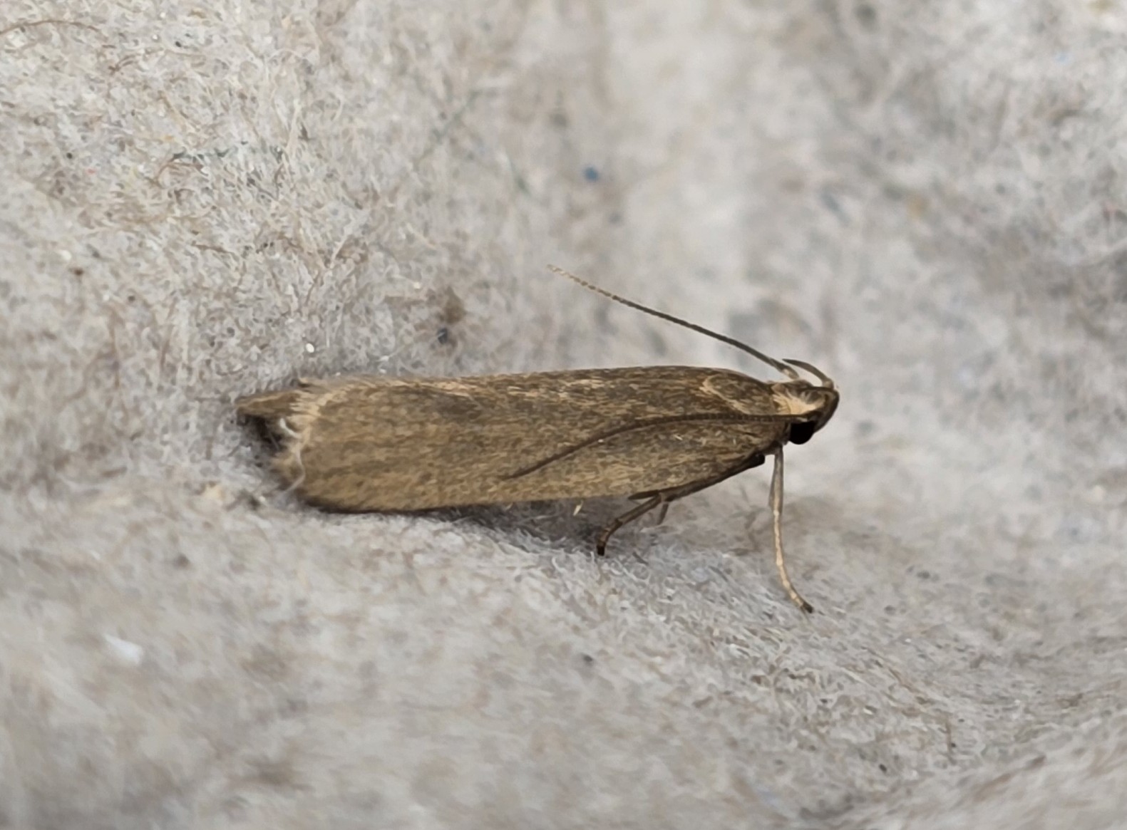Photo of Ash-coloured Sober (Acompsia cinerella)